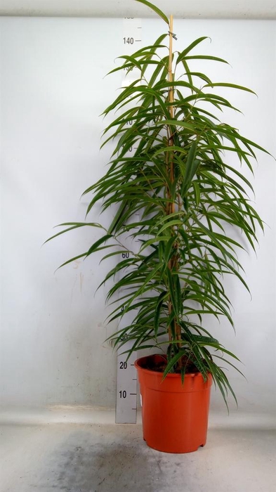 <h4>Ficus binn. 'Alii'</h4>