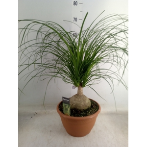 Beaucarnea recurvata