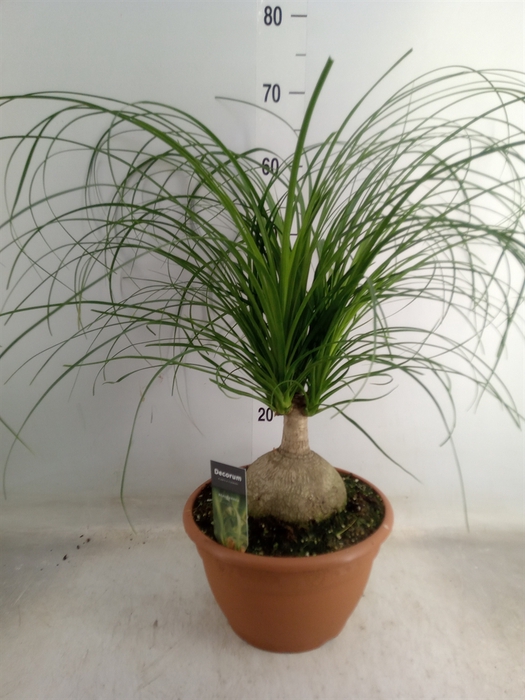 <h4>Beaucarnea recurvata</h4>