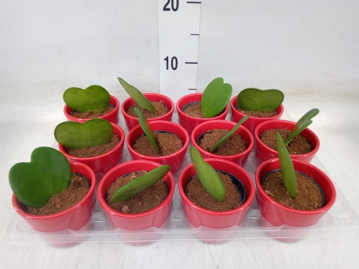 <h4>Hoya kerrii</h4>