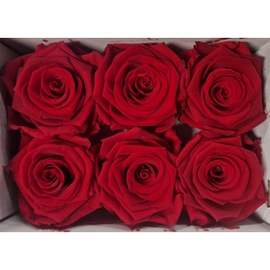 Ro Pres Classic Red Light