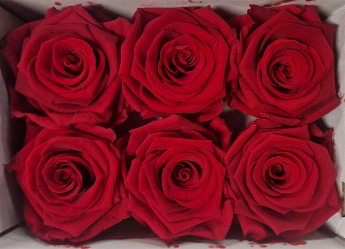 <h4>Ro Pres Classic Red Light</h4>