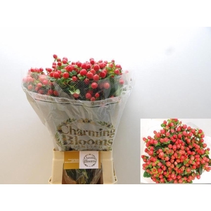 HYPER PACIFIC RED DOLLY