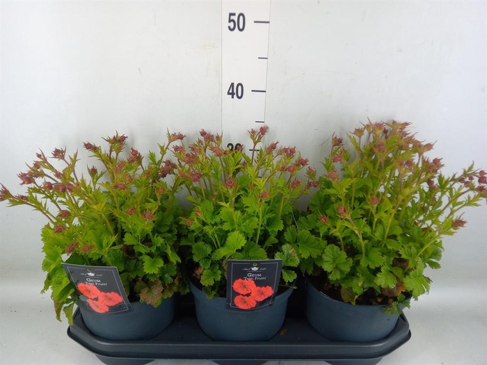 <h4>Geum chiloense</h4>