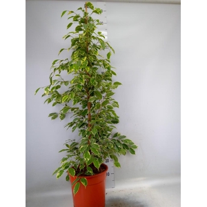 Ficus benja. 'Golden King'