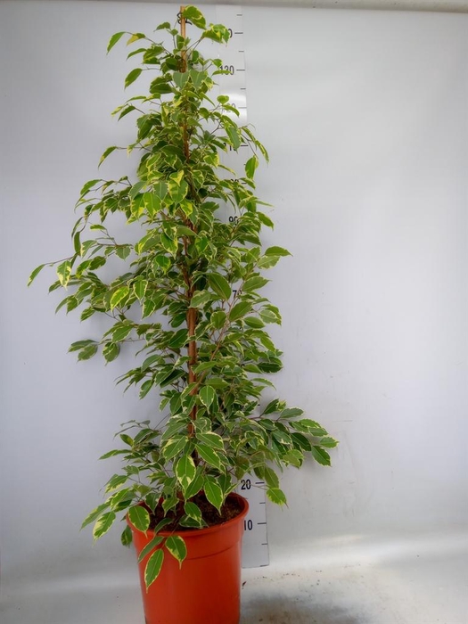<h4>Ficus benja. 'Golden King'</h4>