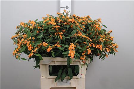 <h4>Euph F T Sunstream</h4>