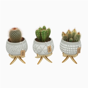 Cactus mix 8,5 cm in bolpot Luna op 4 pootjes