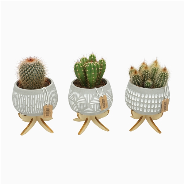 <h4>Cactus mix 8,5 cm in bolpot Luna op 4 pootjes</h4>