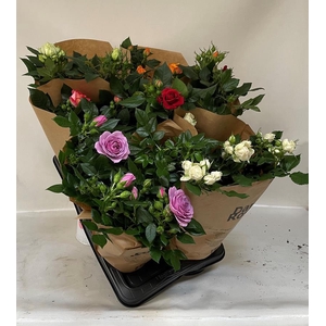 ROSA-HYBRID P17