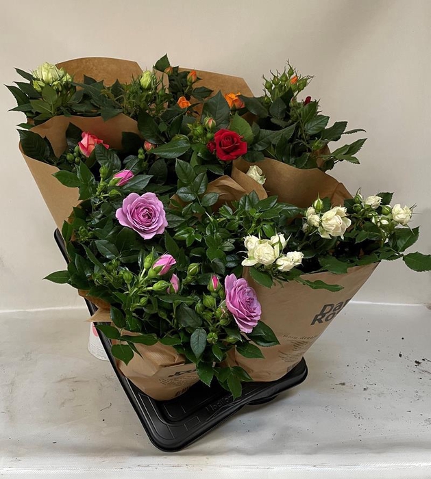 <h4>ROSA-HYBRID P17</h4>