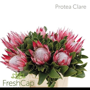 PROTEA CY CLARE