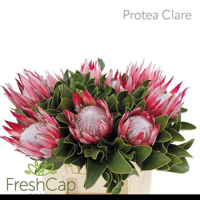 <h4>PROTEA CY CLARE</h4>