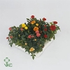 Nolina Roses Ø 7 cm. Mix Gigi/Piia