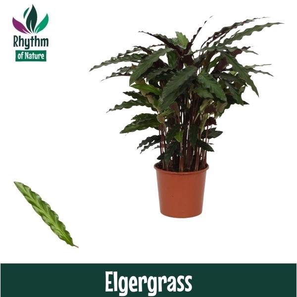 <h4>Calathea 17cm Elgergrass Rhythm of Nature</h4>