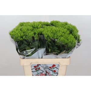 Dianthus Br Aldo Green 55cm