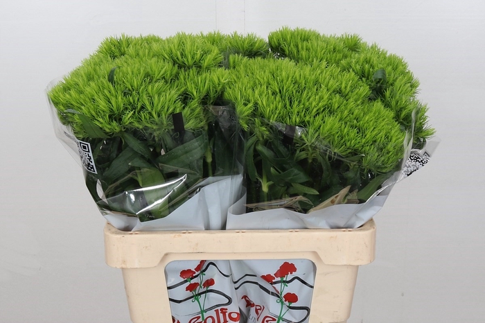 Dianthus Br Aldo Green 55cm