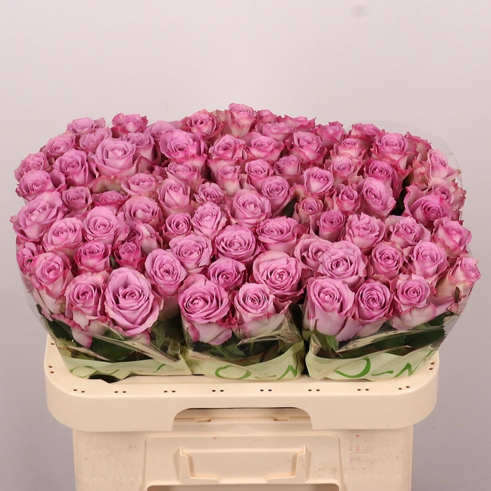 <h4>R GR THRILLER</h4>