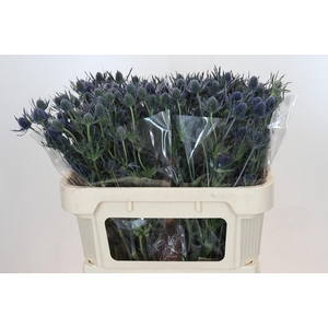 Eryngium Blue Dynamite