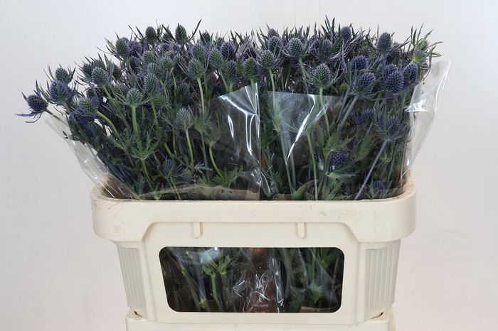 Eryngium Blue Dynamite