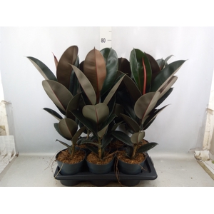 Ficus elastica 'Abidjan'