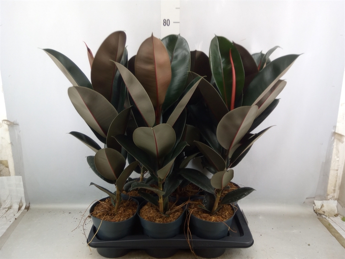 Ficus elastica 'Abidjan'