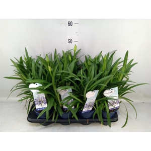 Agapanthus  'Amourette Superb'