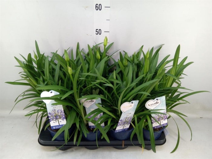 <h4>Agapanthus  'Amourette Superb'</h4>
