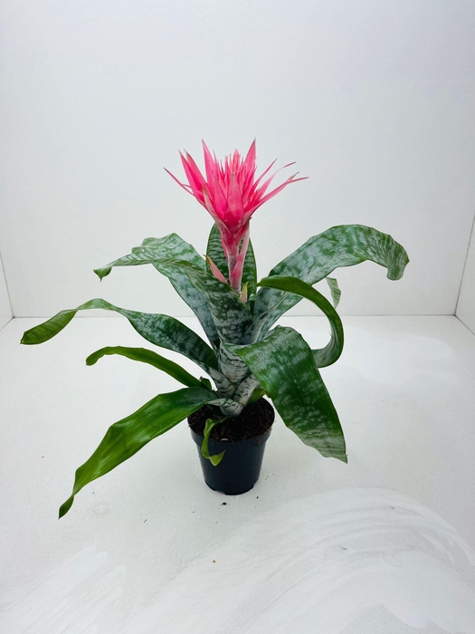 <h4>Aechmea fasciata 'Primera'</h4>