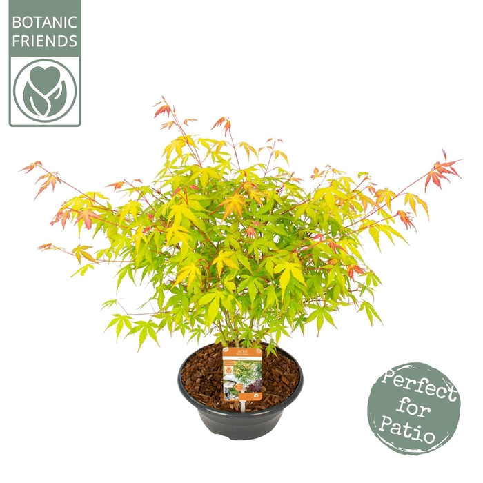 <h4>Acer palm. 'Katsura'</h4>