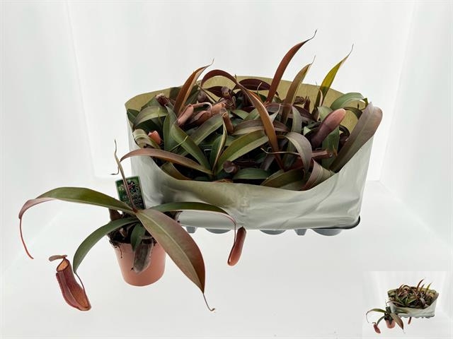 Nepenthes alata (Cites) 9Ø 10cm