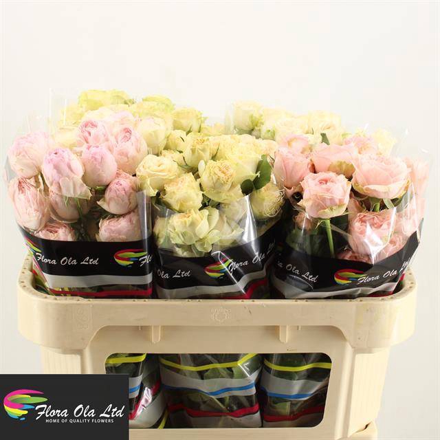 <h4>R Tr Mix X25 Flora Ola</h4>