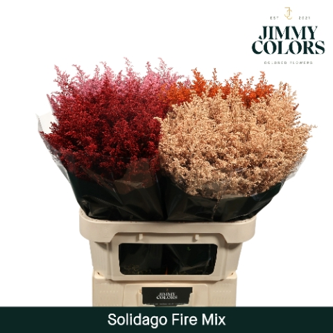 Solidago L70 Klbh. Fire mix