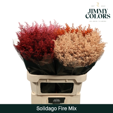 <h4>Solidago L70 Fire mix</h4>