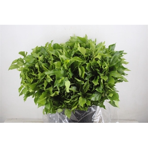 Hedera Leaves 400gr P Bunch