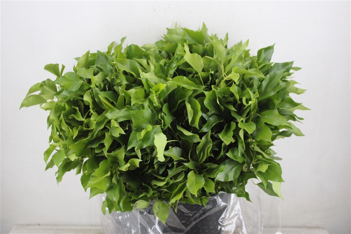 <h4>Hedera Leaves 400gr P Bunch</h4>