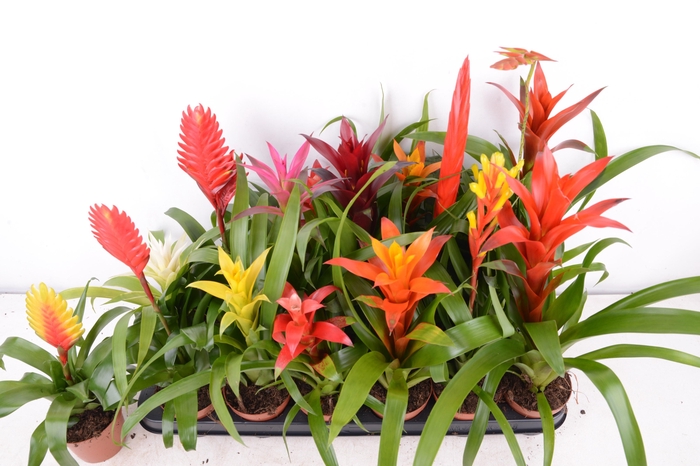 <h4>BROMELIA GEM 15 SRT</h4>
