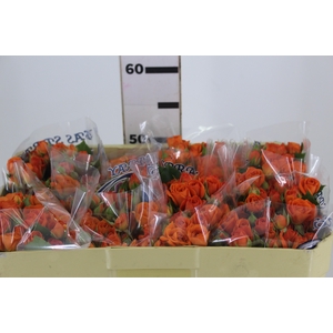 ROSA SPRAY BABE 050 CM