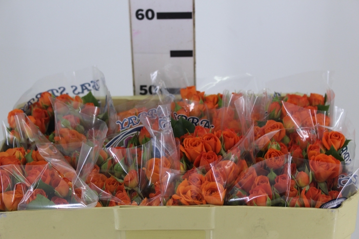 ROSA SPRAY BABE 050 CM