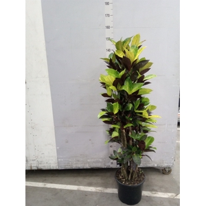 Codiaeum var. KL 'Mrs Iceton'