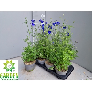 DELP GRANDIFLORUM