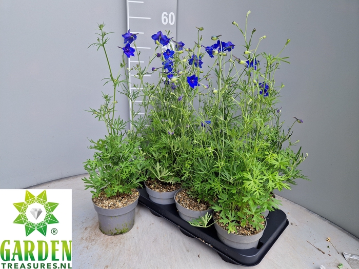 <h4>DELP GRANDIFLORUM</h4>