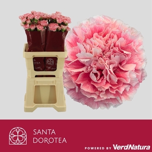 DI ST MERLET CHERRY