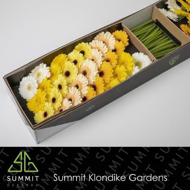 <h4>Germini Mix Dream Yellow Doos</h4>