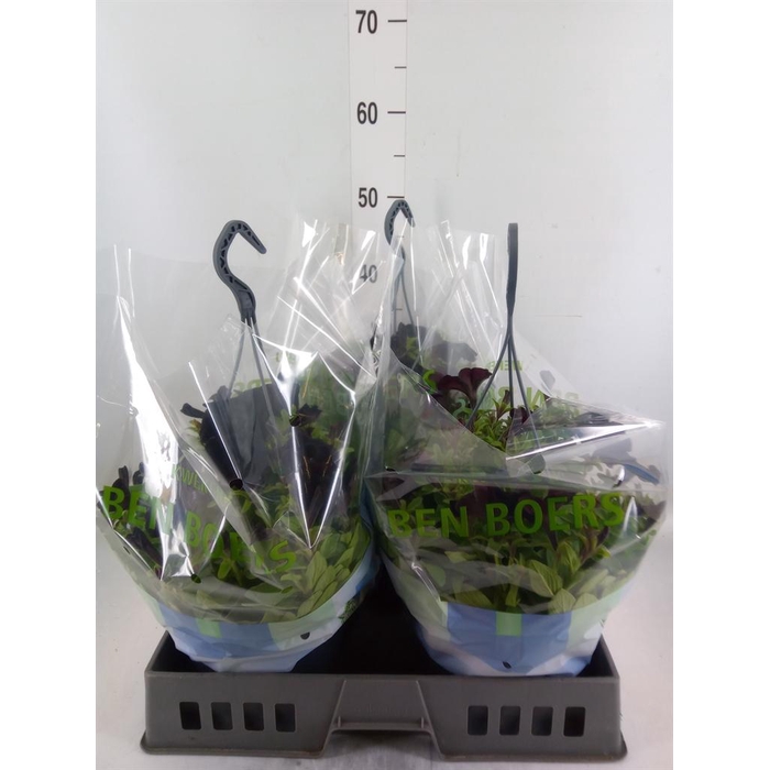 <h4>Petunia   ...</h4>