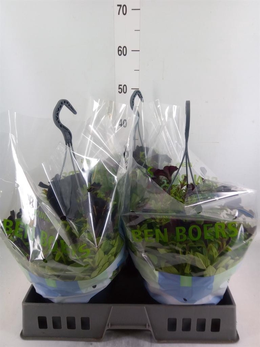 <h4>Petunia   ...</h4>