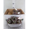 Crassula   ...
