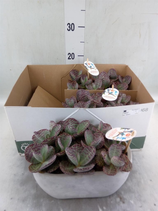 Crassula   ...