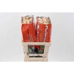 R Gr Pink Mondial 50cm Box CO