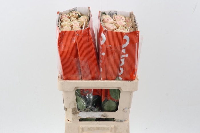 <h4>R Gr Pink Mondial 50cm Box CO</h4>